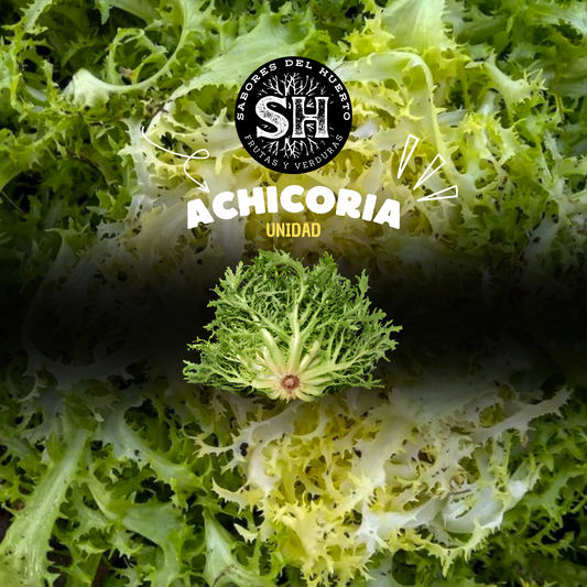 Achicoria-Verde-Comida-Sana