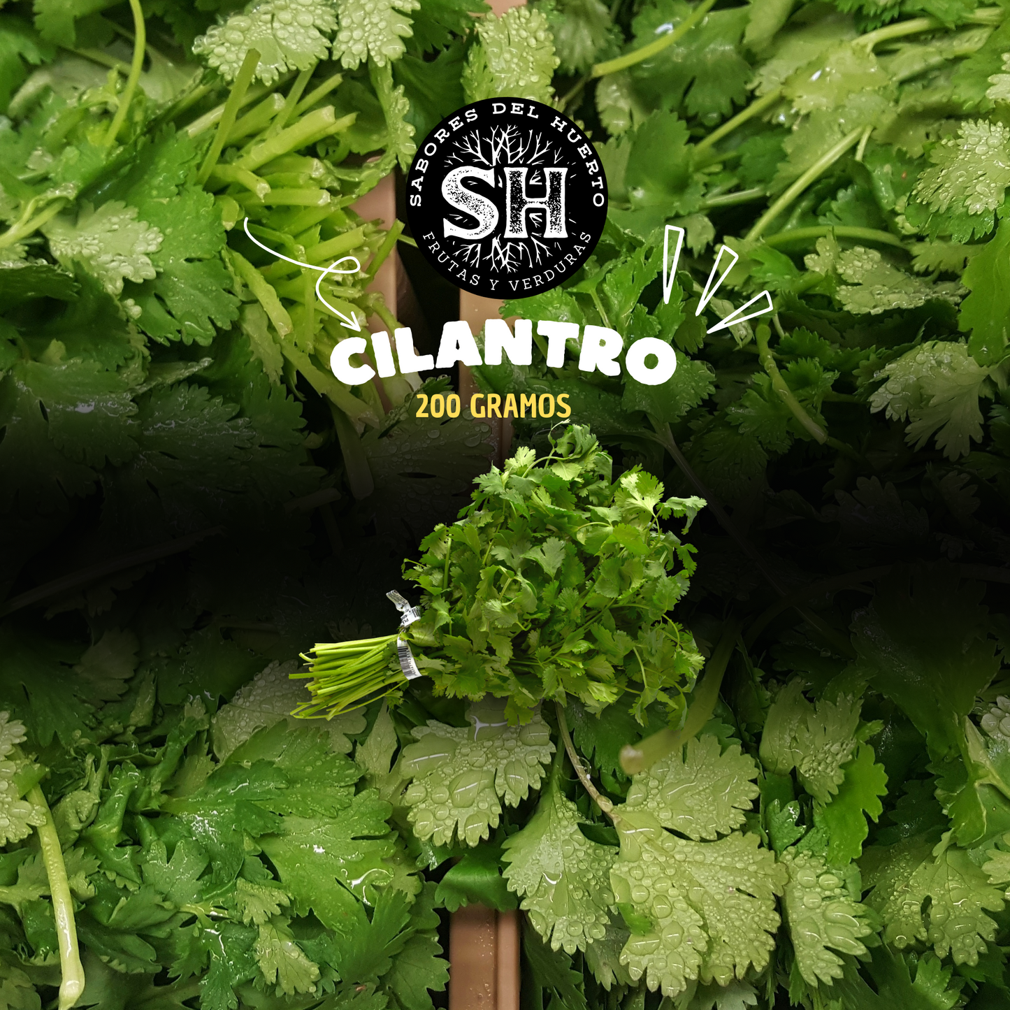 CILANTRO PAQUETE (200 gr)