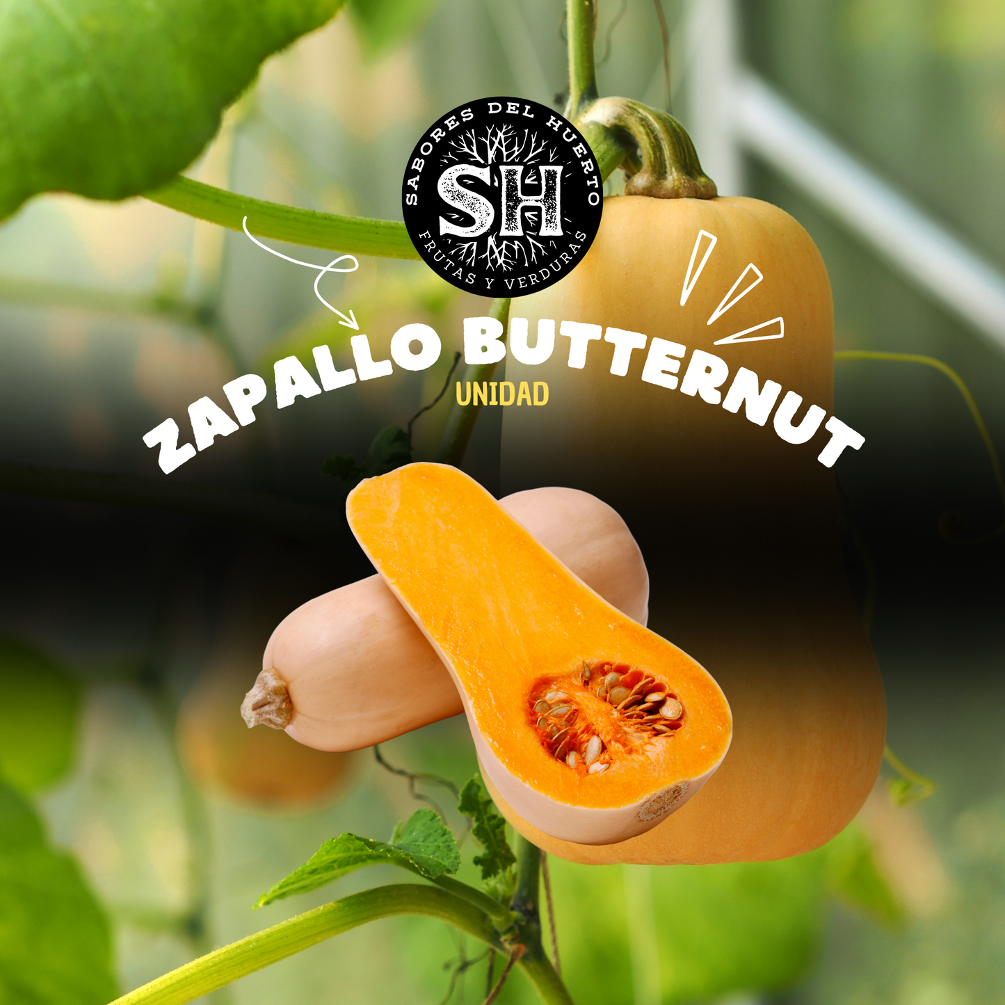 ZAPALLO BUTTERNUT (unidad)