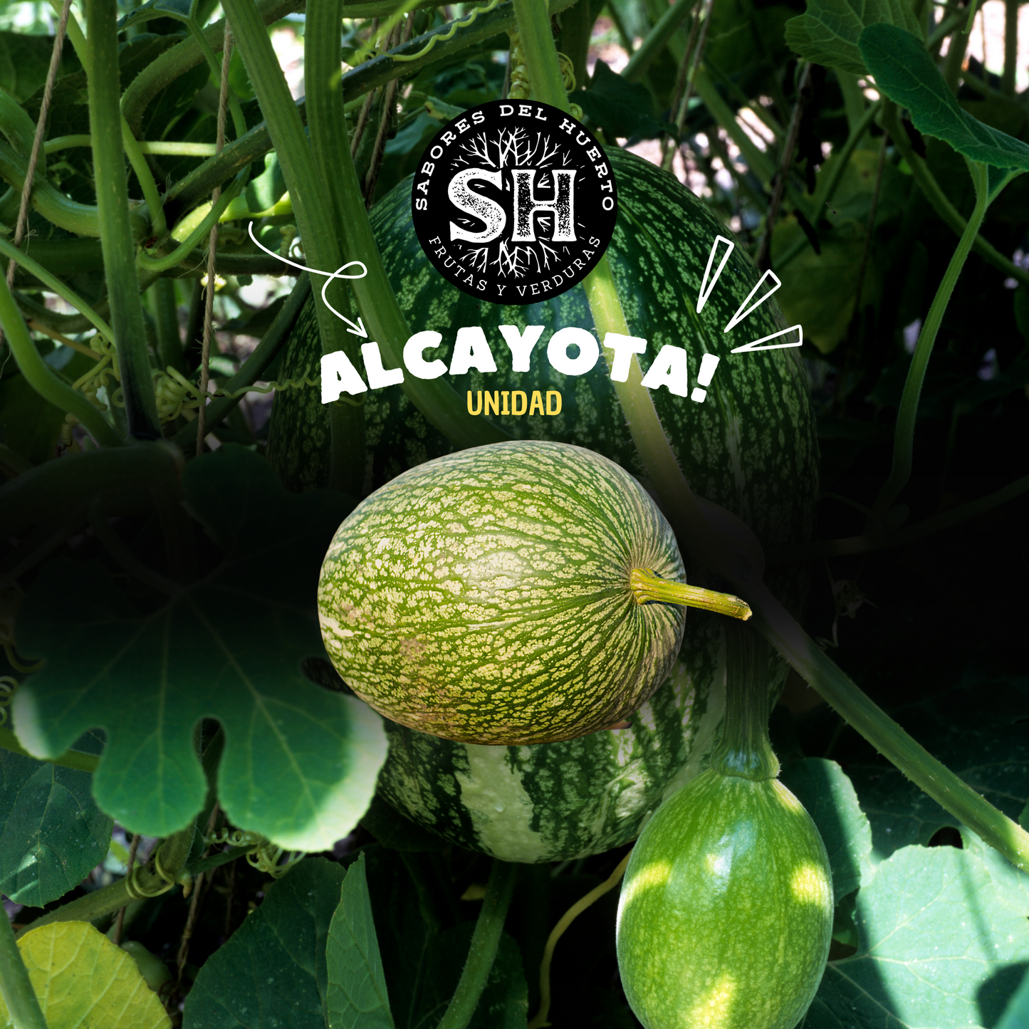 ALCAYOTA (unidad)