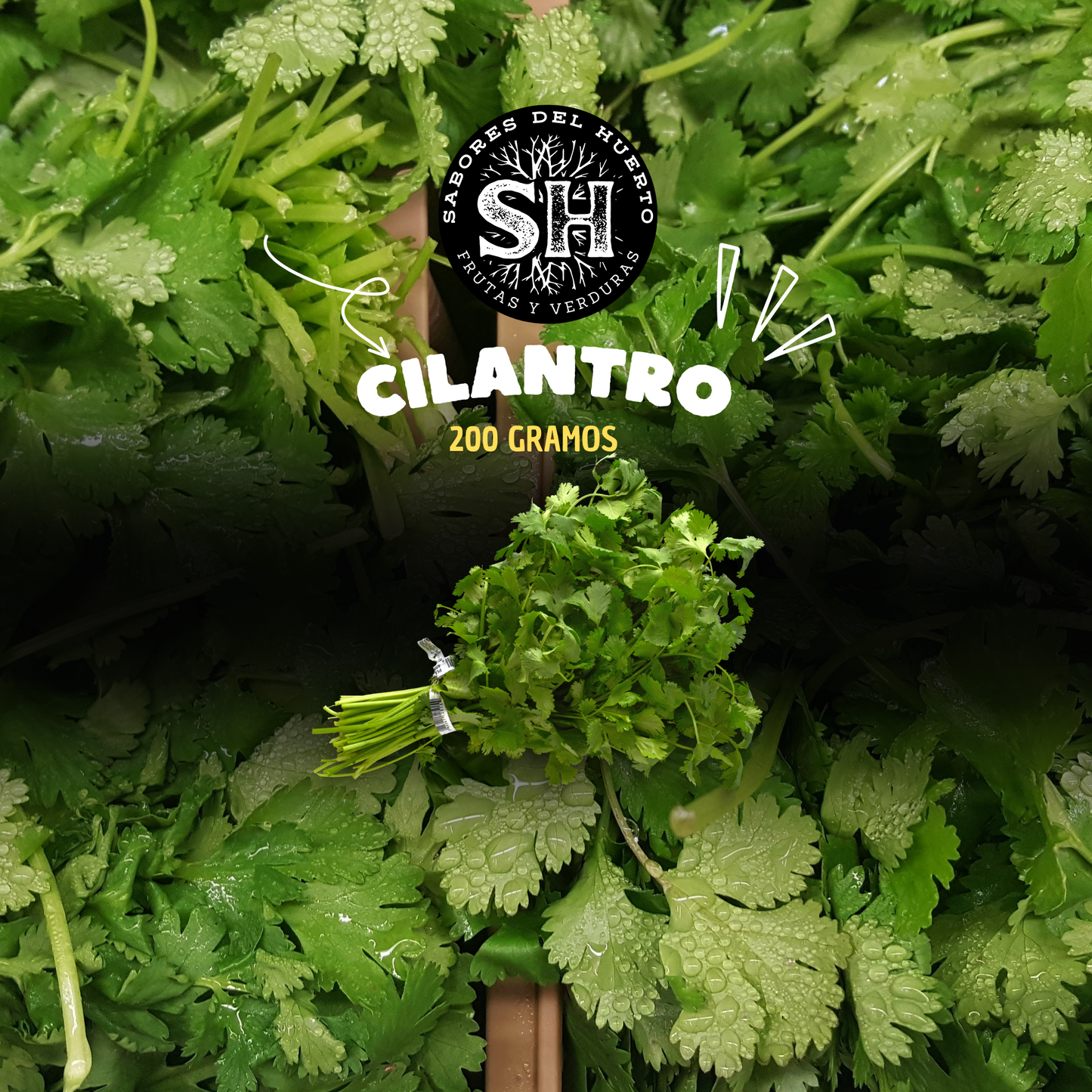 CILANTRO PAQUETE  (200 gr)