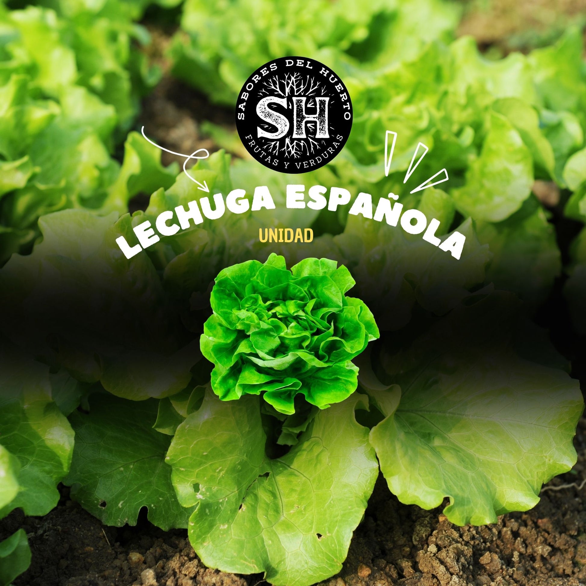 LECHUGA ESPAÑOLA (unidad) – Sabores del huerto