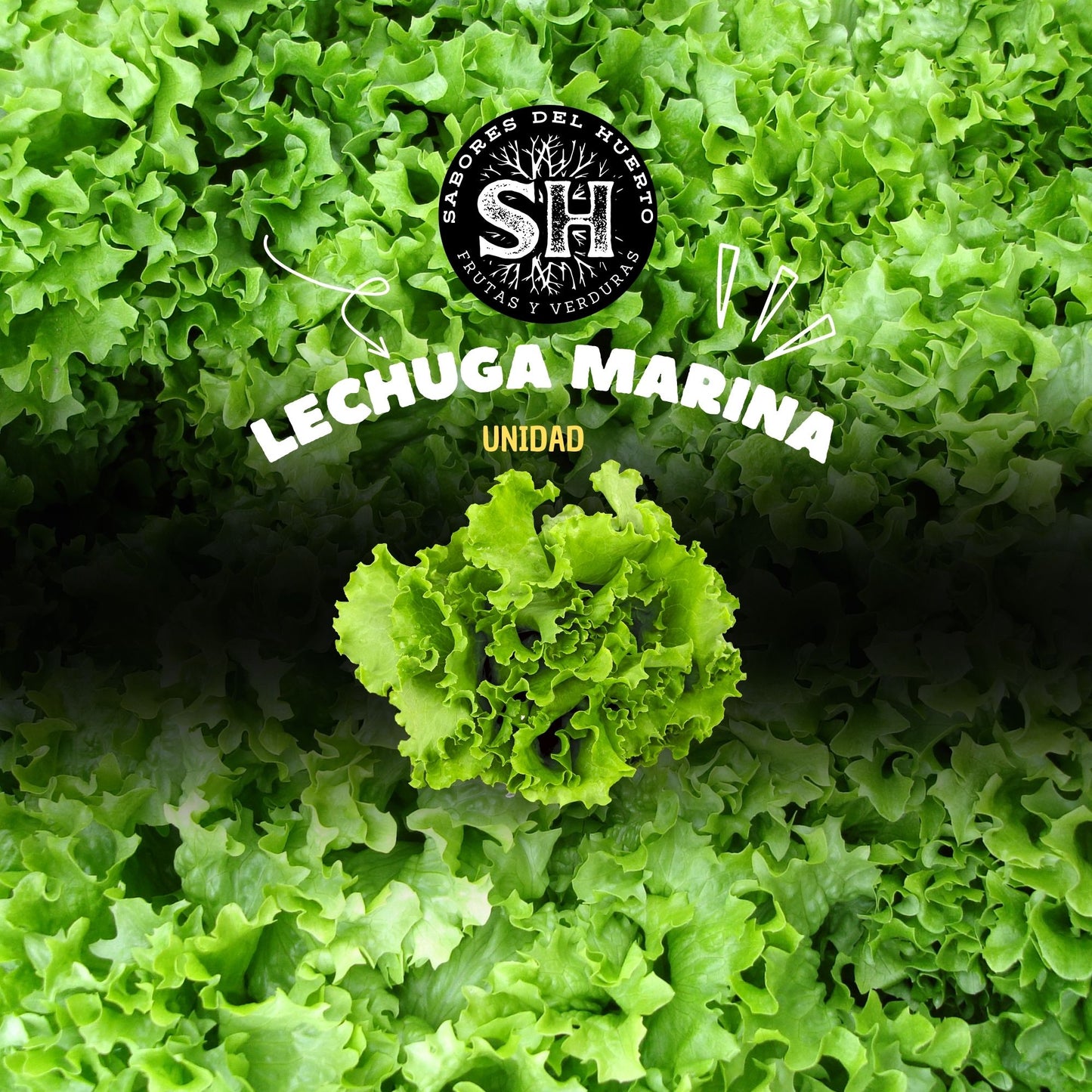 lechuga marina