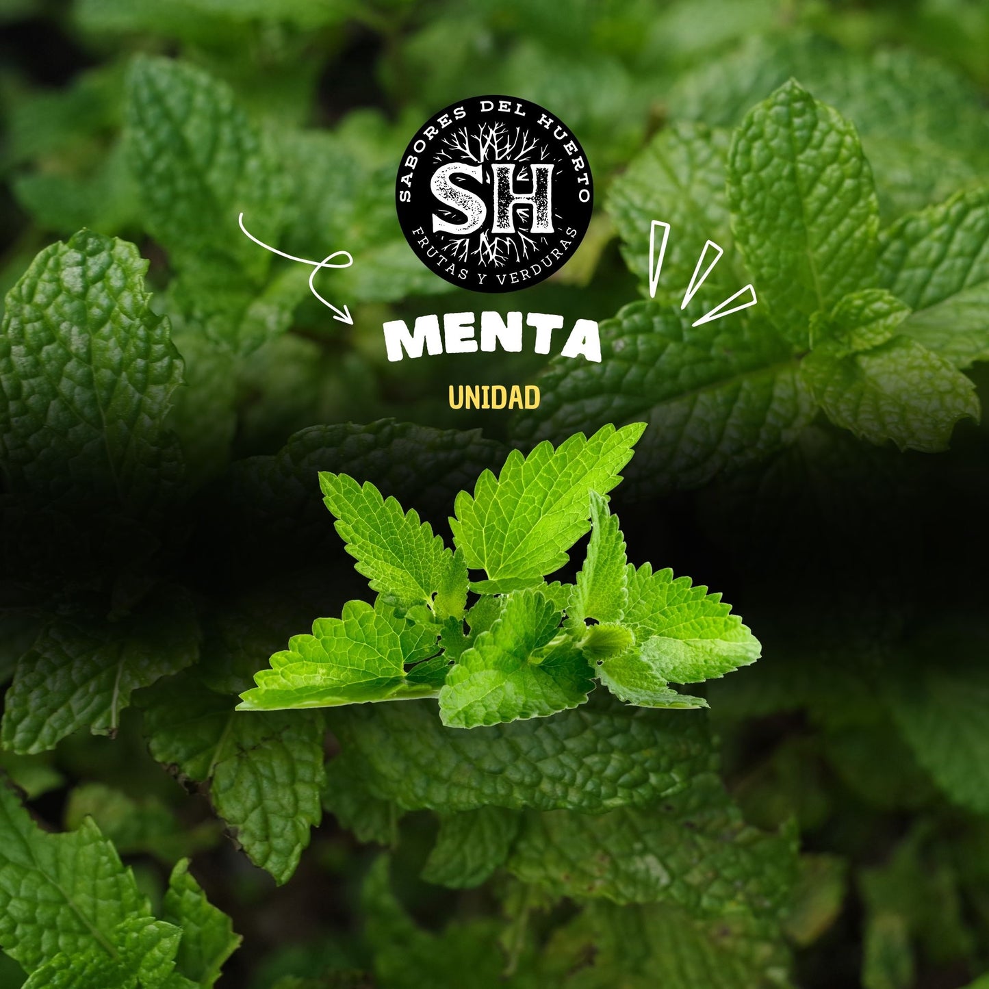 MENTA (70 gr)